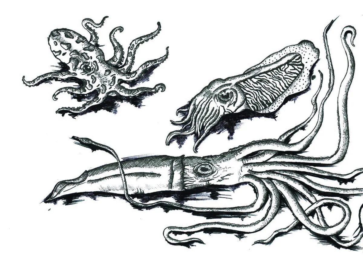 Головоногий рисунок. Тату каракатица. Каракатица эскиз. Головоногие животные. Силуэт головоногого моллюска кальмара.