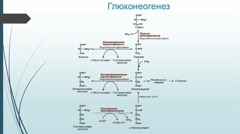 Путь синтеза Глюкозы глюконеогенез. Синтез Глюкозы - глюконеогенез. Реакции синтеза Глюкозы из глицерина глюконеогенез. Гликолиз Синтез гликогена глюконеогенез. Синтез глюконеогенеза