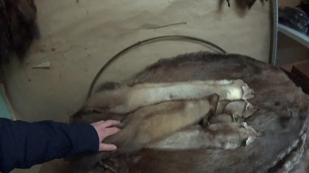 Сдать старую норковую шубу