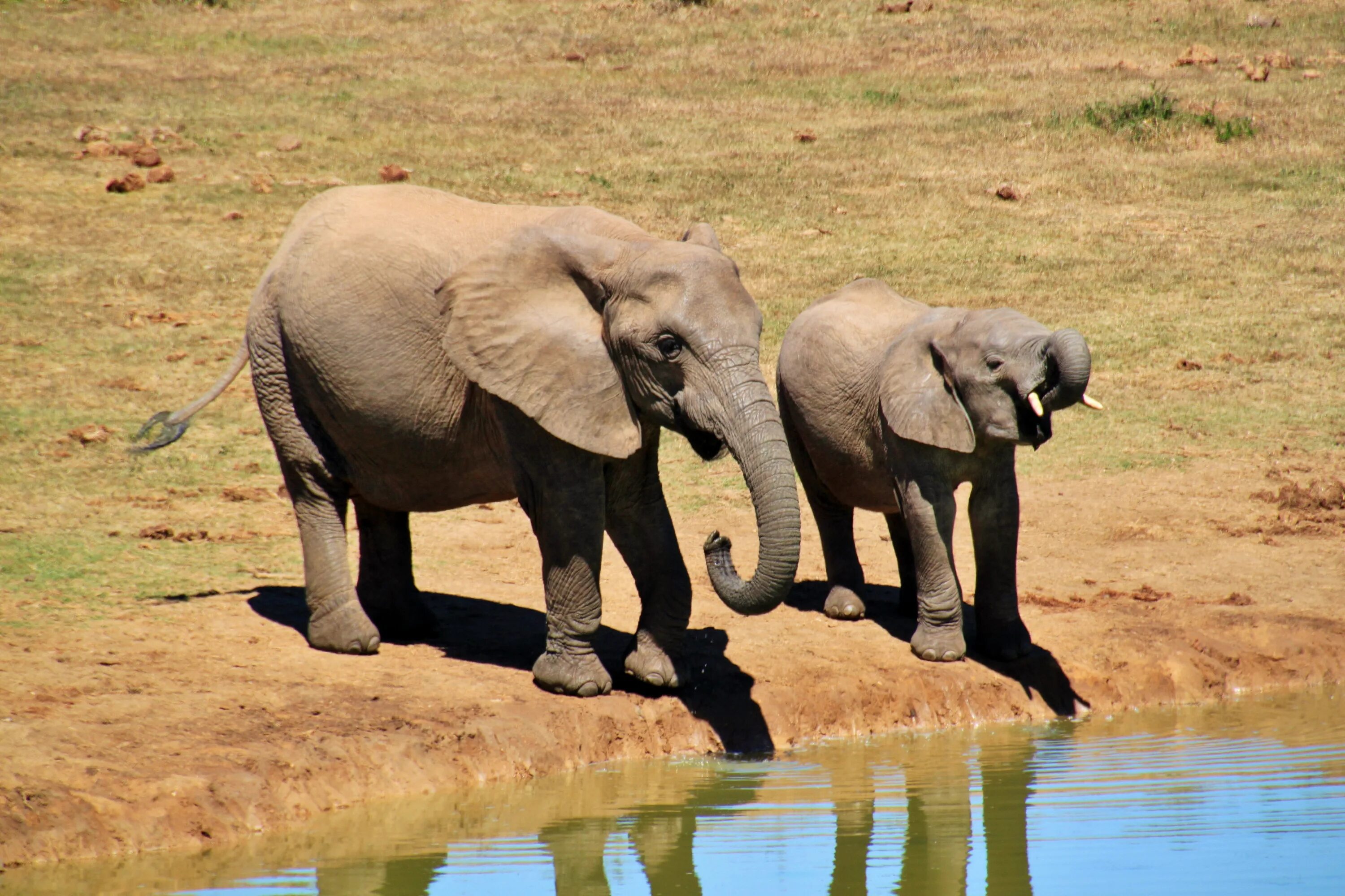 Elephants walking. Африканский слон слон. Саванный слон. Животное Африки. Звери Африки.