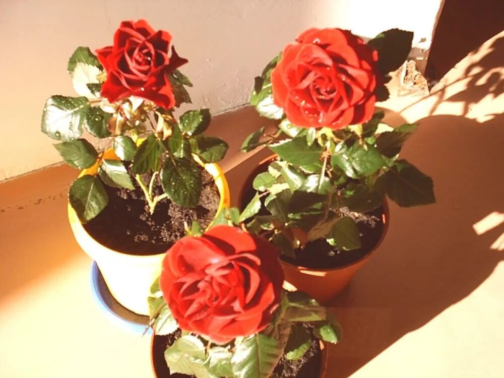 Розы домашние в горшках. Как ухаживать за розой в воде