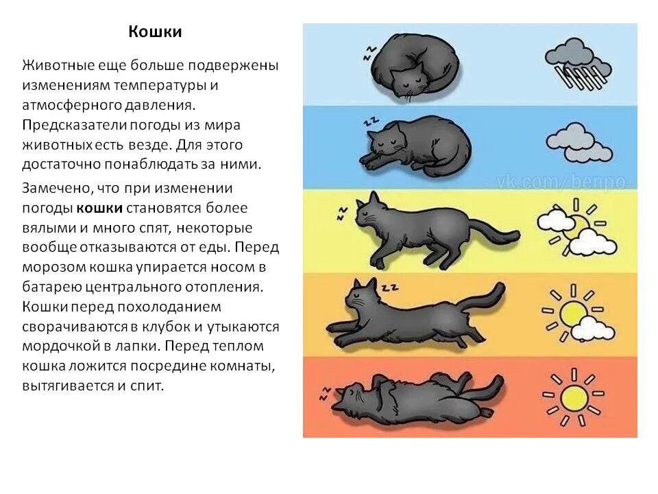 Погода зверей 1. Определяем погоду по коту. Животные которые предсказывают погоду. Кошка предсказывает погоду. Как животные определяют погоду.