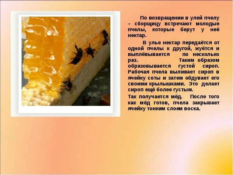 Как зимуют пчелы. Пчелы зимуют. сообщение про мед. откуда у пчел берется мед. от кула у пчел берктся сед.