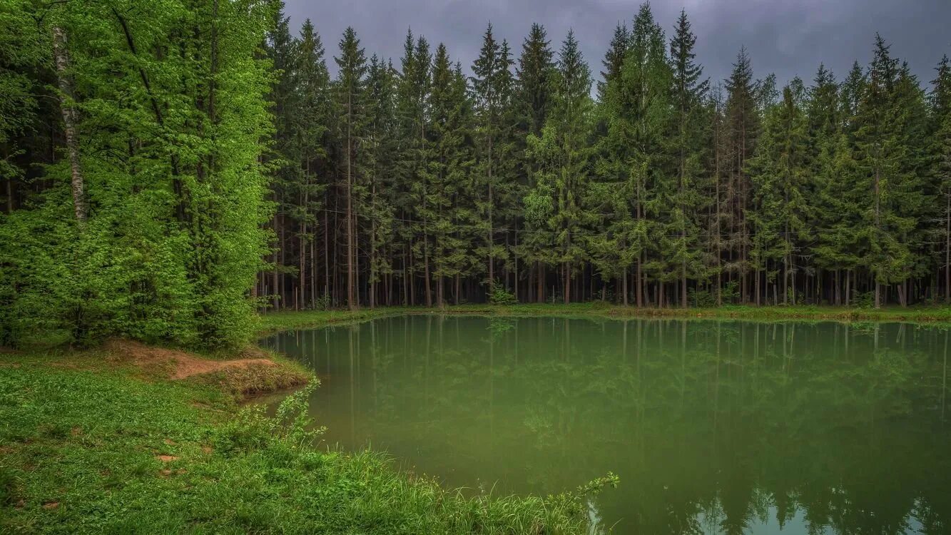 Хвойные подмосковья. Сосновый лес река Липовка. Озеро Еловое Сосновый Бор. Сосновый Бор в Подмосковье лес. Сосновый Бор Подмосковье водохранилище.