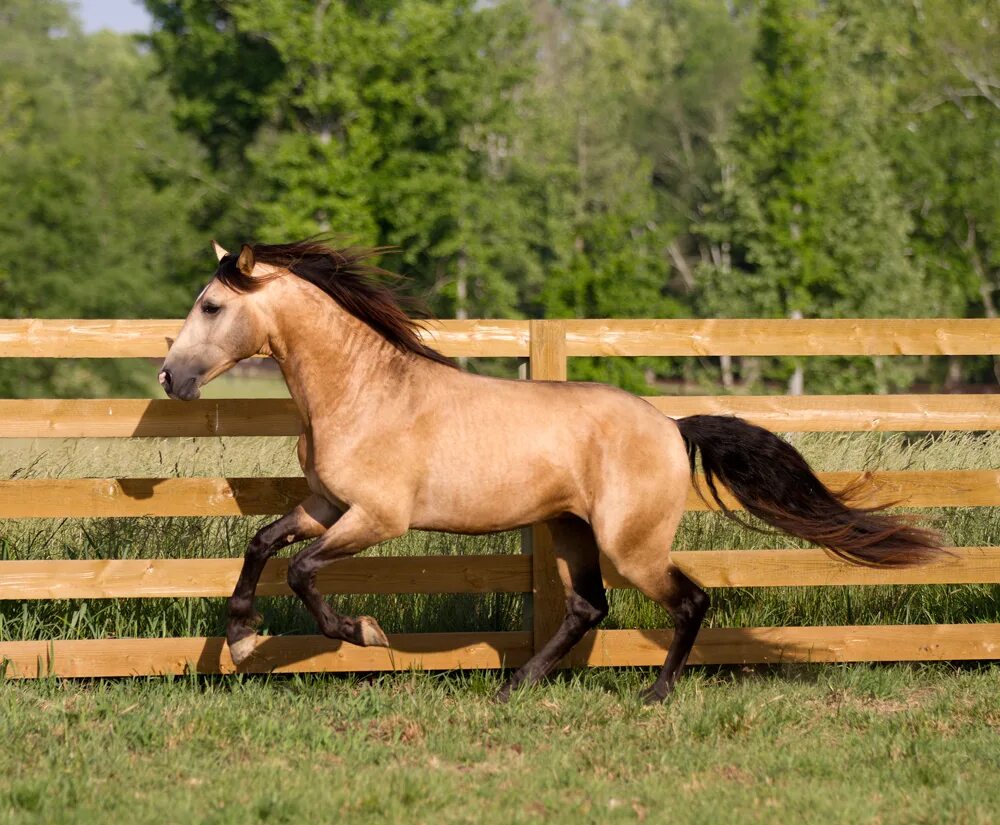 Мустанг Buckskin!. Золотой Мустанг лошадь. Кигер Мустанг лошадь золотой. Амато Лузитано.