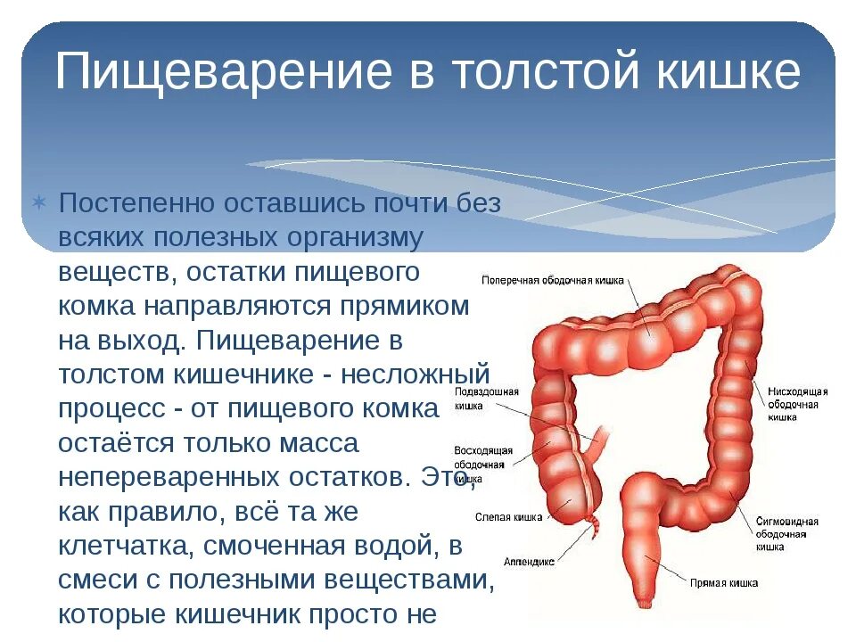 Можно ли есть кишки. Заболевания Толстого кишечника. Толстый кишечник процессы пищеварения. Пищеварение в кишечнике толстая кишка... Процесс пищеварения в толстом кишечнике.