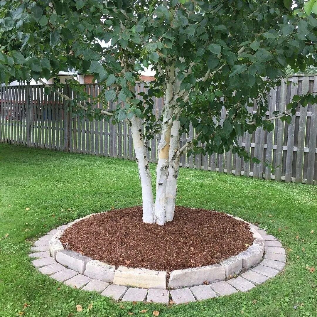 Приствольный круг плодовых деревьев бордюр. Мульчирование корой приствольный круг. Приствольный круг яблони. Приствольный круг для деревьев. Вокруг плодовых деревьев приствольный круг.