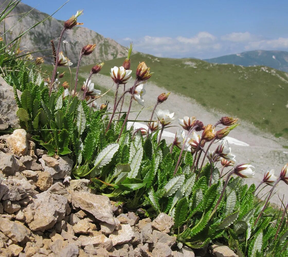 Растительный северного кавказа. Dryas Caucasica. Кавказский биосферный заповедник растения. Эндемики Кавказа растения. Эндемики Северного Кавказа растения.