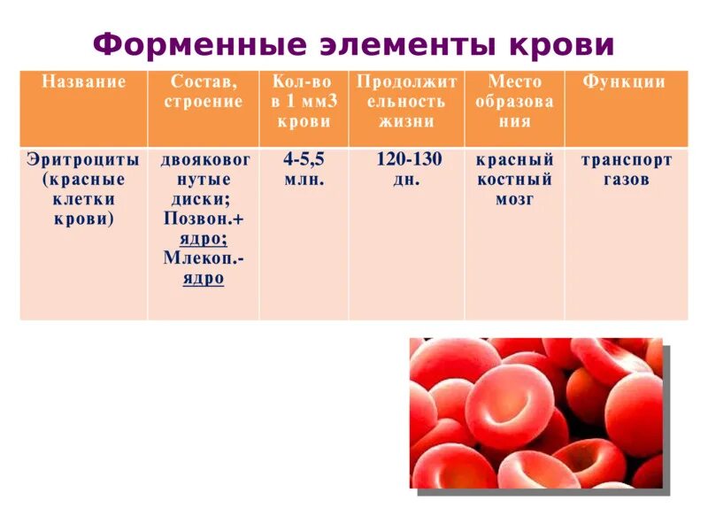Функции форменных элементов крови. Продолжительность жизни форменных элементов крови. Двояковогнутые форменные элементы. Эритроциты Глюкоза в крови.