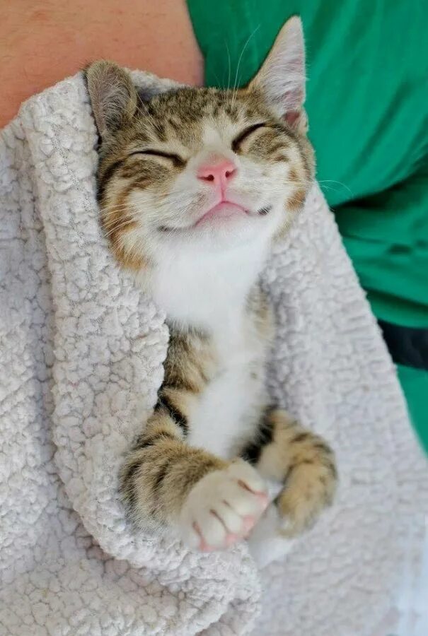 Очень смешной котенок. Кот улыбается. довольный кот. счастливый котик. смешной.