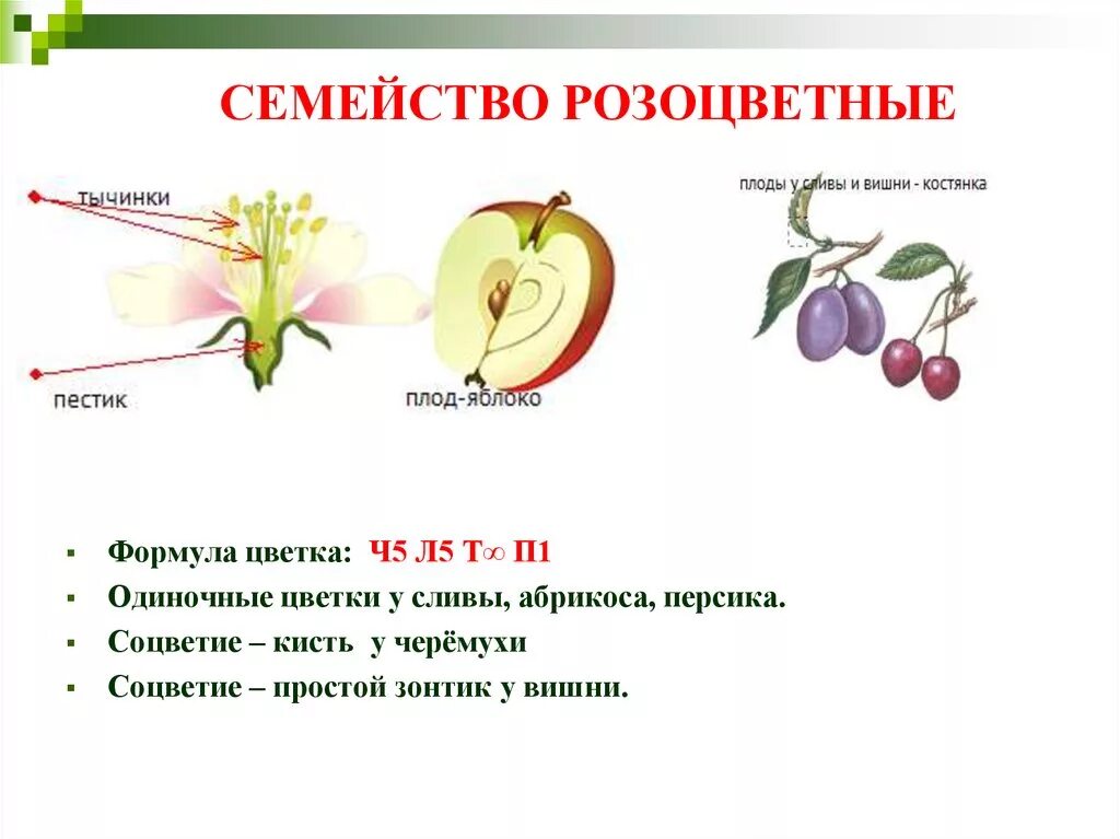 Плод костянка семейство. Розоцветные строение плода. Семейство розовоцветные 5 семейств. Семейства цветковых растений Розоцветные. Семейство Розоцветные строение цветка.