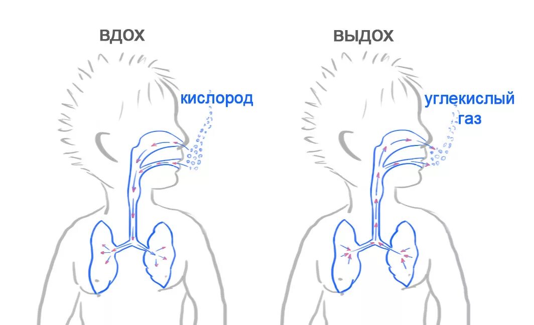 Сделать глубокий вдох выдох. Человек дышиткислород. Человек дышит кислородом. Схема дыхания. Человек дышит кислородом а выдыхает.