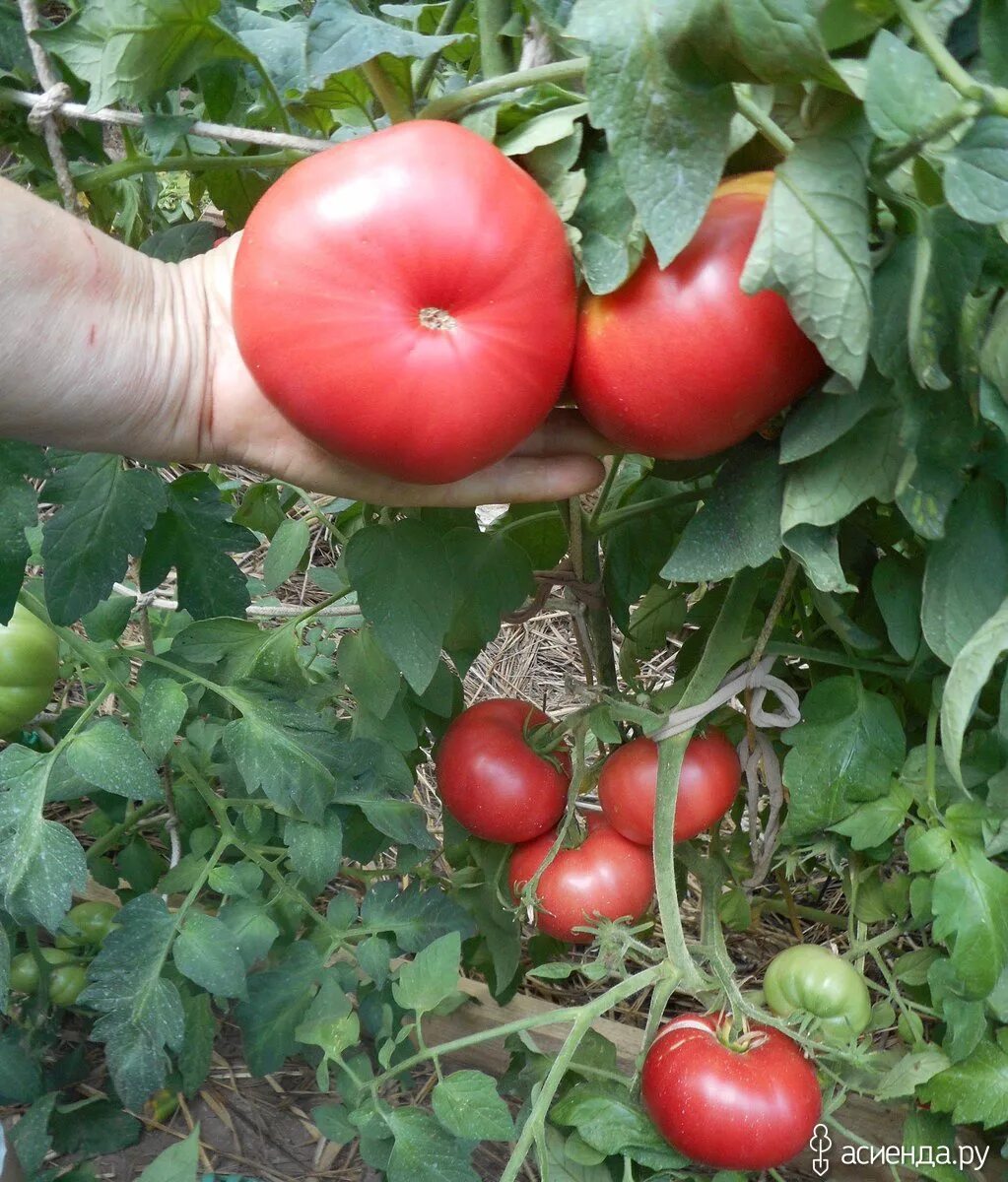 Томат розовый гигант 0,1г пророст. Томат микадо. Сорт томатов розовый гигант отзывы. Сорт томатов розовый гигант отзывы. Сорт томатов розовый гигант отзывы.