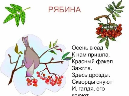 Падеж слова рябине