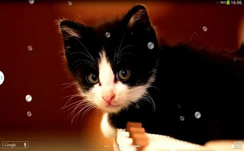 Котики живые