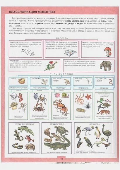 11 классов животных. Классы животных. классификация животного мира. классификация зверей. классификация животных по группам.