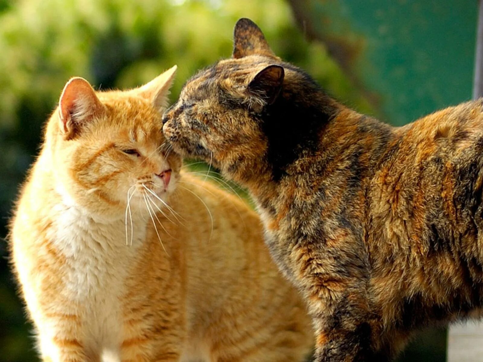 Cat kiss. Кошки. Влюбленные котики. Кот и кошка. Фотографии кошек.