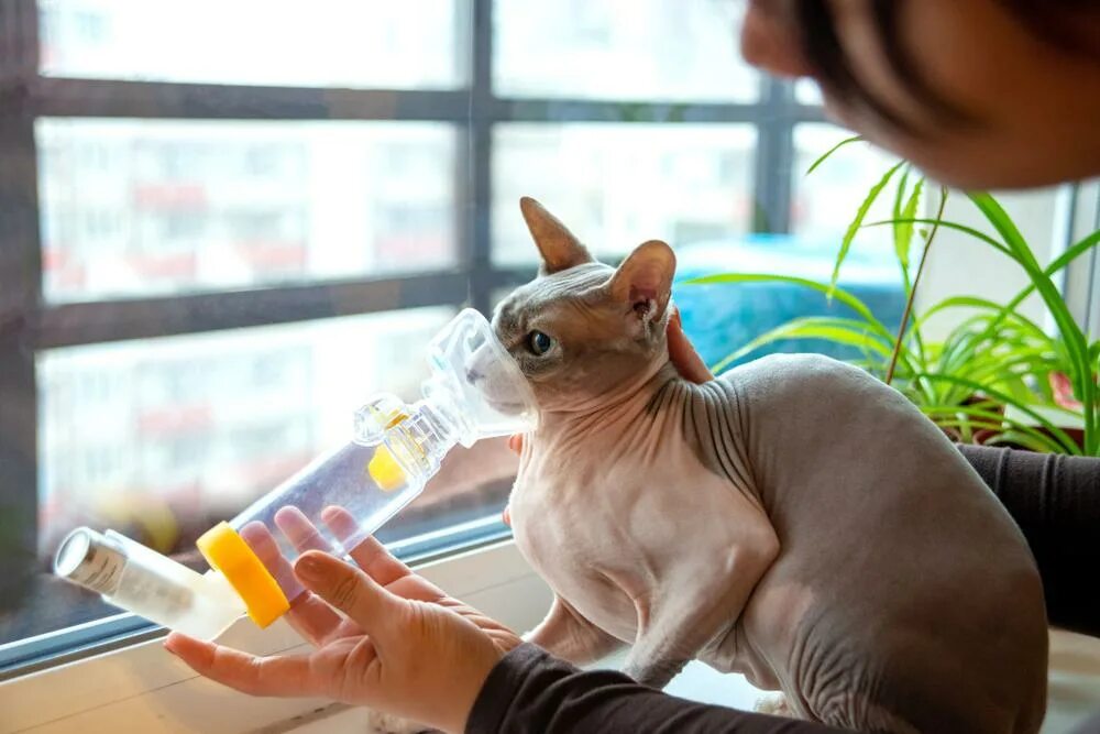 Астма у кота. Астма у кошек. кошка астматик. астма у животных. бронхиальная астма у кошек.