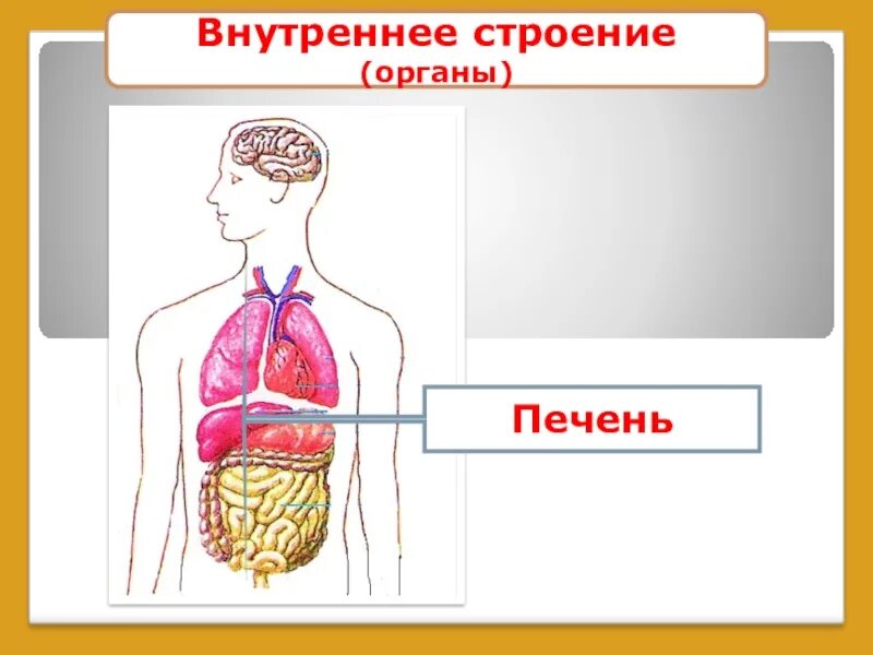 Строение тела человека. Внутренне строение человека. Модель внутреннего строения человека. Аппликация внутреннее строение человека.