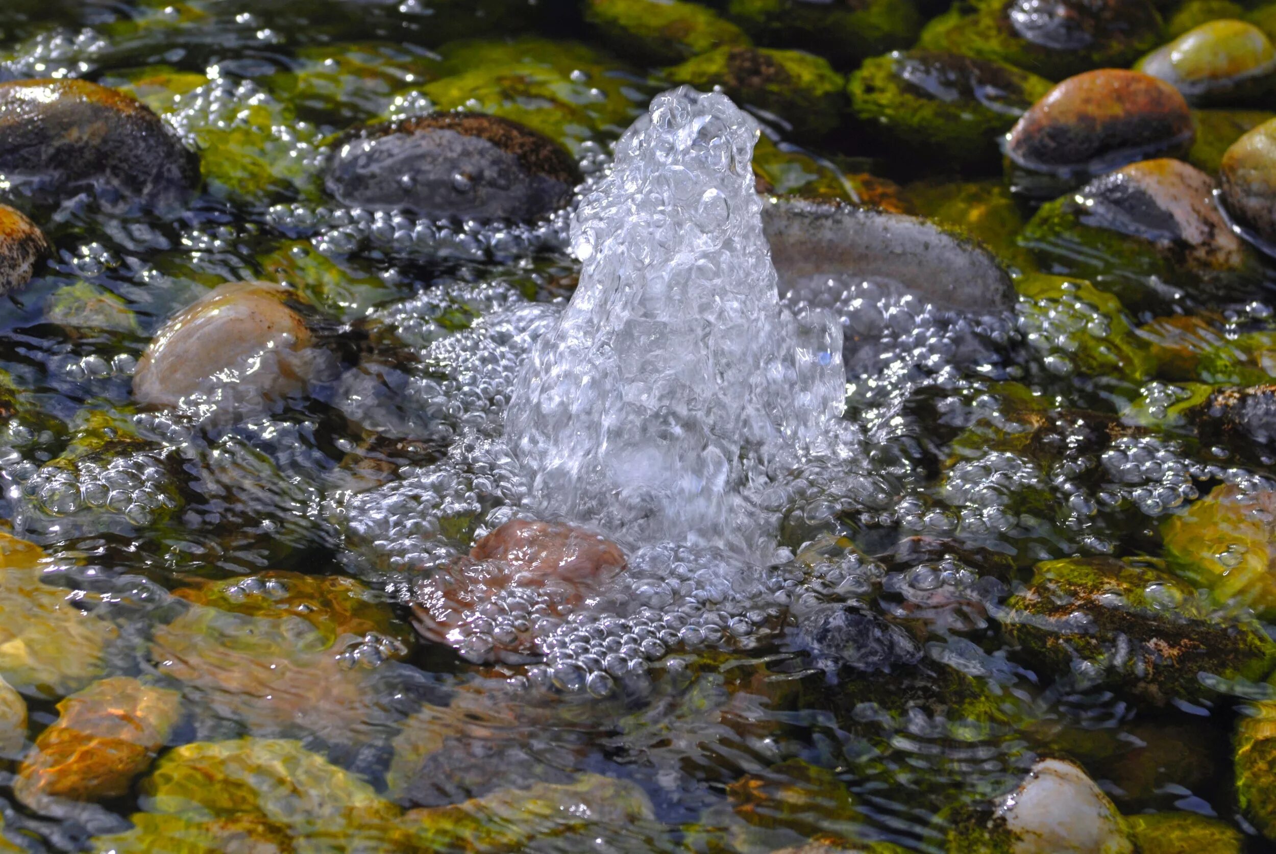 Растительный источник воды