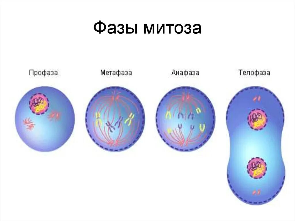 Мейоз профаза метафаза анафаза. Митоз фазы митоза. 4 фазы митоза. этапы профазы митоза. профаза метафаза анафаза телофаза таблица митоз.