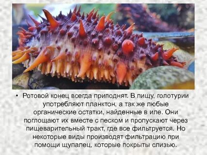 Голотурия энциклопедия