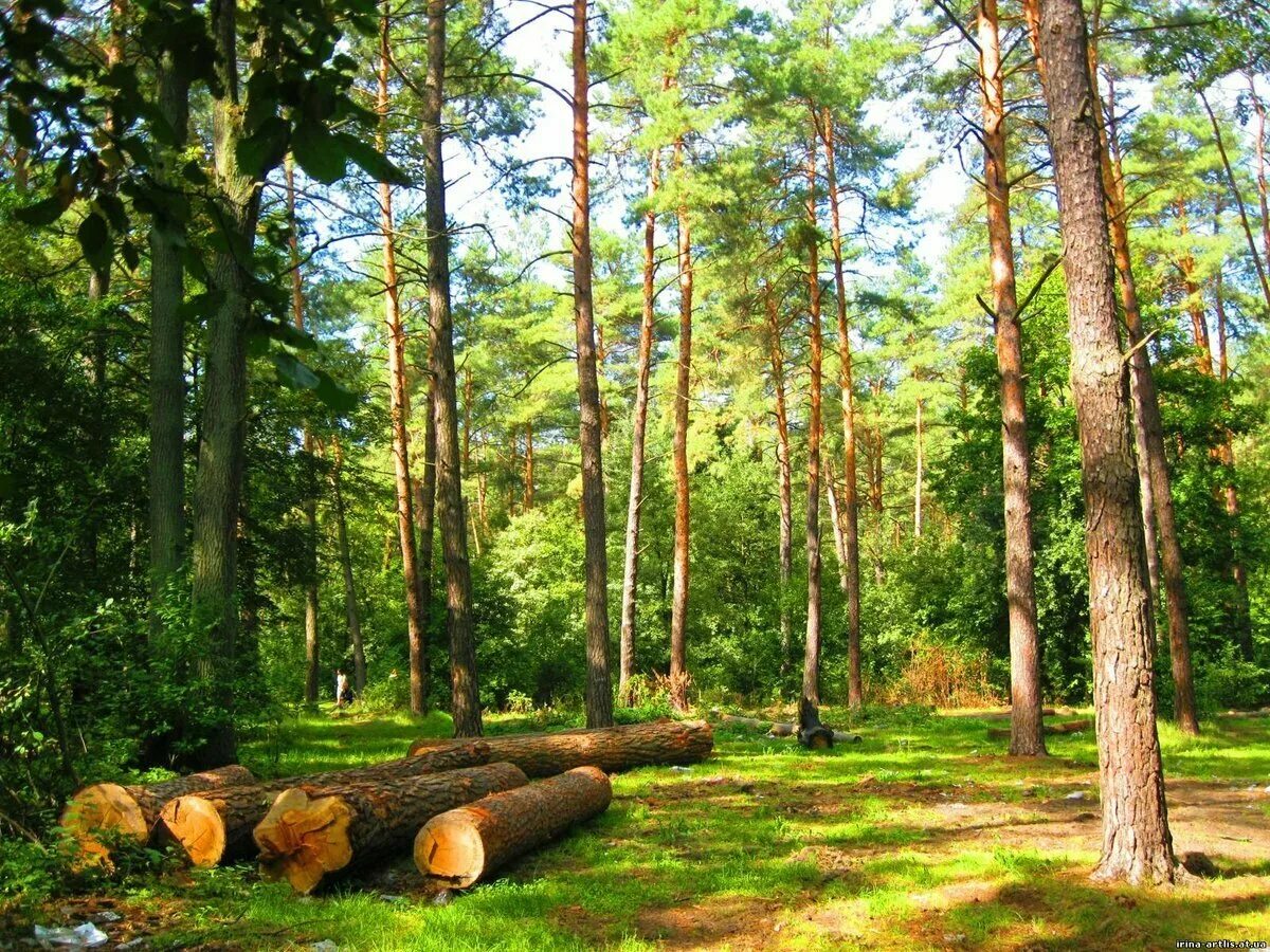 Где находится лес без деревьев. Лес сосновый бор омск. сосновый бор беларусь. лесная поляна сосновый бор. сосновый бор закамск.