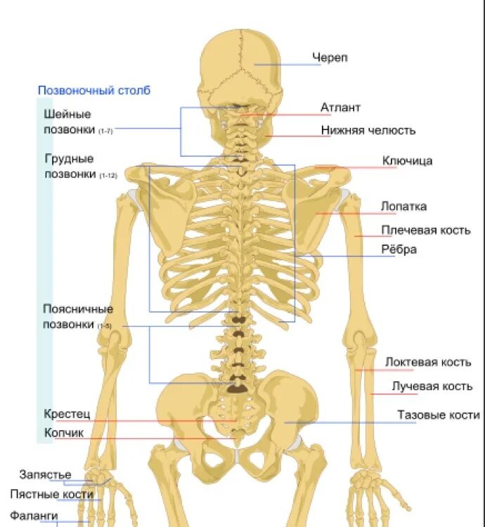 Скелет человека. Скелет человека крестец. Крестцовая кость на скелете. Копчиковая кость в скелете.