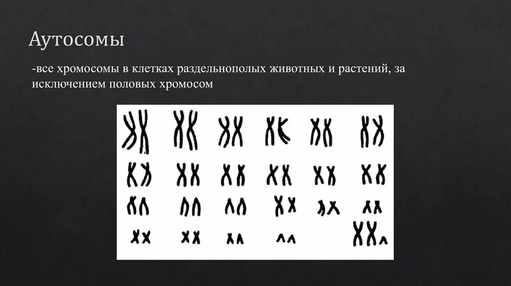 Сколько аутосом содержится у человека. Аутосомы. Аутосомы набор хромосом. Аутосомы и половые хромосомы. Соматические хромосомы это аутосомы.