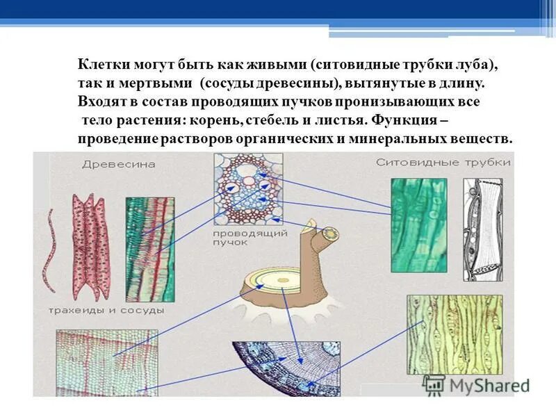 Клетки вытянутые в длину. Механическая ткань паренхима растений. Сосуды и трахеиды. Механическая ткань растений колленхима и склеренхима. Механическая ткань склеренхима.