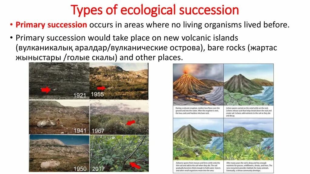 Which of the following best describes. Types of ecological succession. succession постер. define ecological succession. ecological interactions of living organisms and their types.