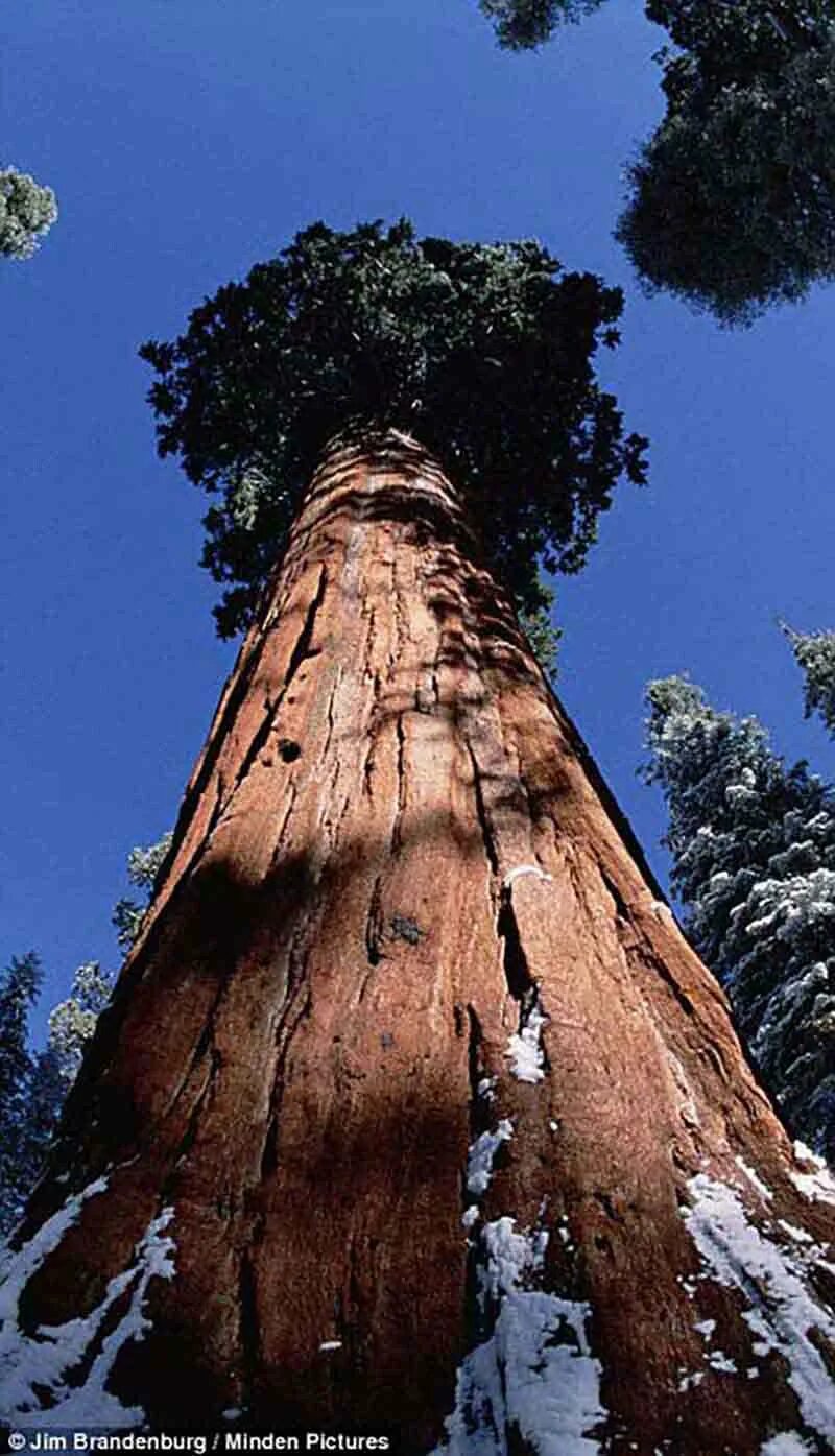 Генерал Шерман (дерево). Калифорнийская Секвойя Гиперион. Секвойя дерево Гиперион. Секвойя Мамонтовое дерево. Самые крупные деревья в россии