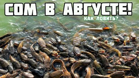 Куда девать рыб