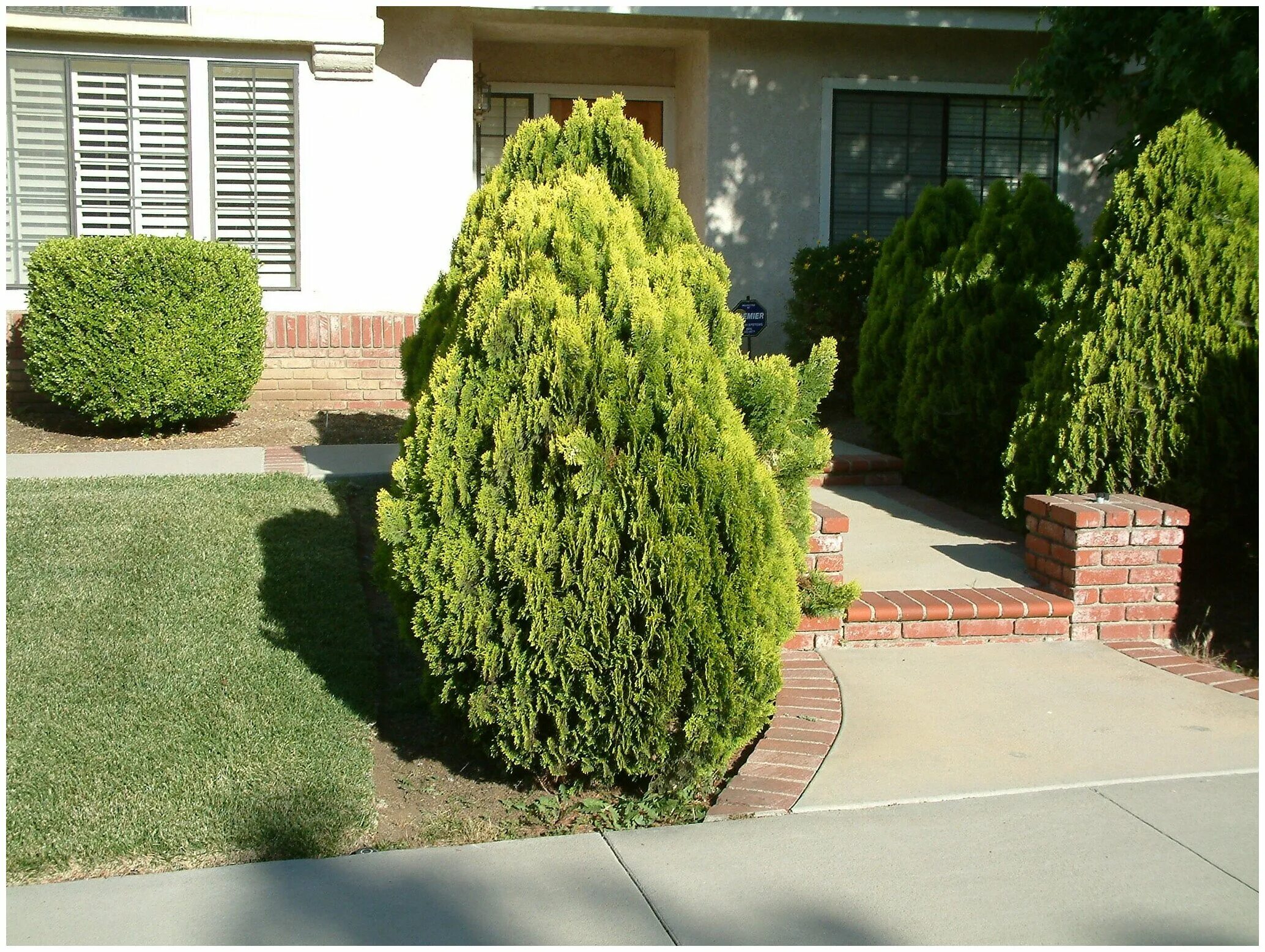 туя восточная платикладус. туя восточная / плосковеточник восточный морган. туя складчатая корник. туя восточная aurea nana. туя восточная биота.