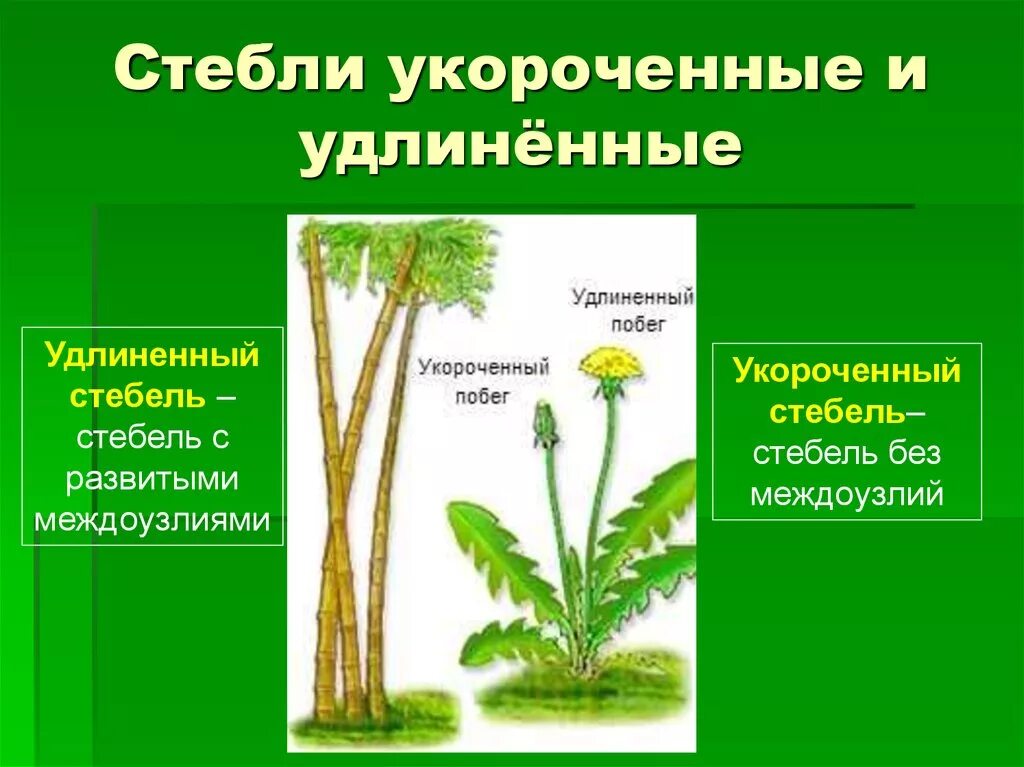 Удлиненные и укороченные побеги. Короченные и удлененныестебли. Удлиненный стебель. Укороченный стебель. Стебель удлиненный и укороченный.