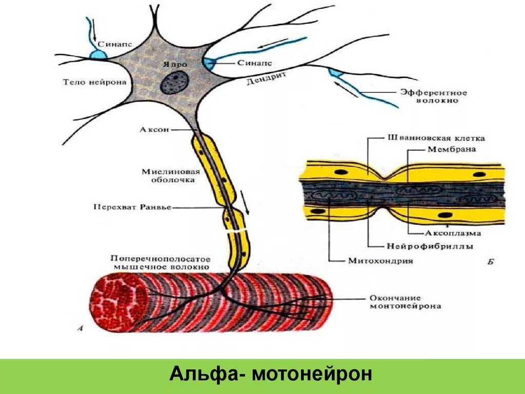 Аксоны Альфа мотонейронов спинного мозга. Двигательная единица мотонейрон. Мотонейрон иннервируемые мышечные волокна. Аксоны Альфа мотонейронов спинного мозга безмиелиновые.