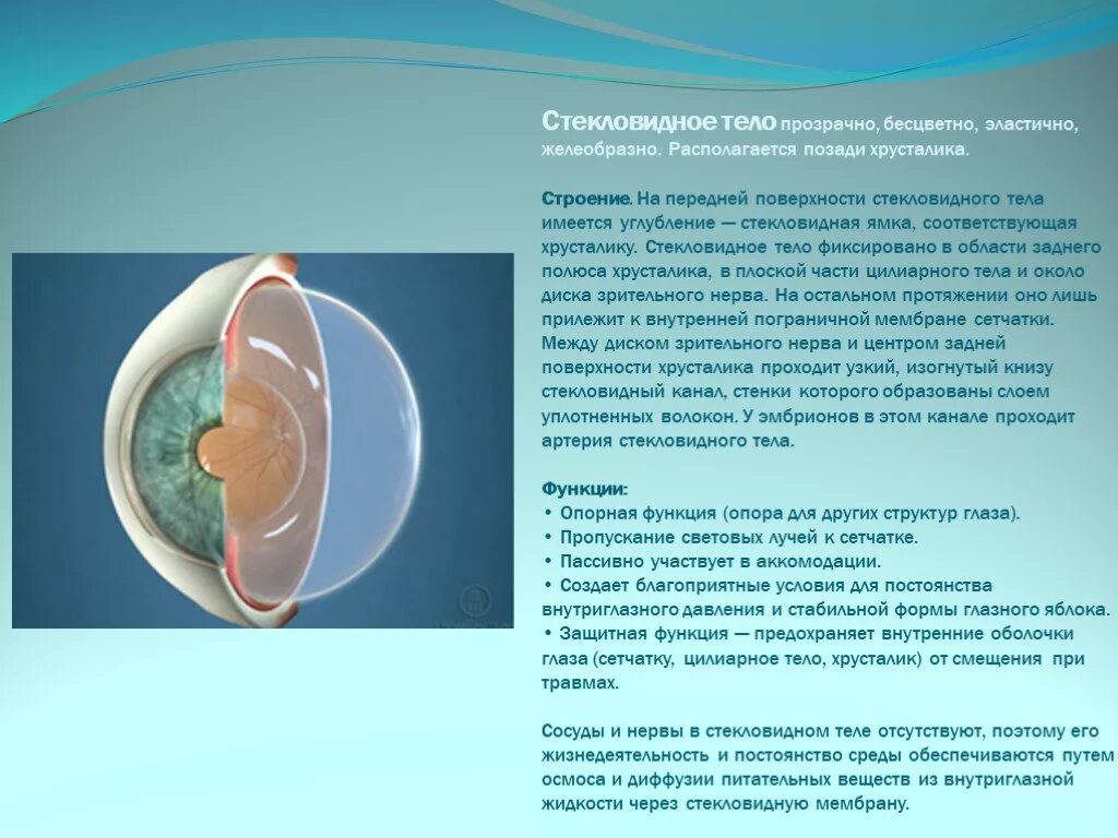 Практическая работа принцип работы хрусталика биология. Капсула хрусталика гистология. Хрусталик глаза строение и функции. Строение хрусталика глаза анатомия. Строение хрусталика и стекловидного тела.
