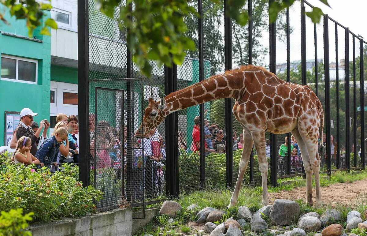 Zoo animals park. Зоопарк Санкт-Петербург Ленинградский зоопарк. Зоосад в зоопарке в Санкт-Петербурге. Ленинградский зоопарк Санкт-Петербург Жирафы. Санкт-Петербург Александровский парк 1 Ленинградский зоопарк.