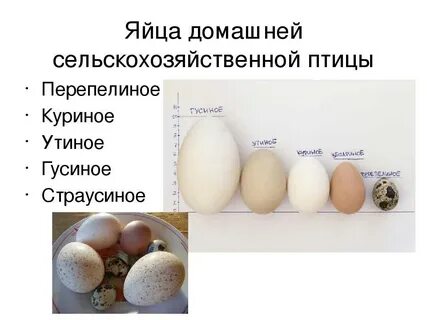 Сколько яиц класть в блины