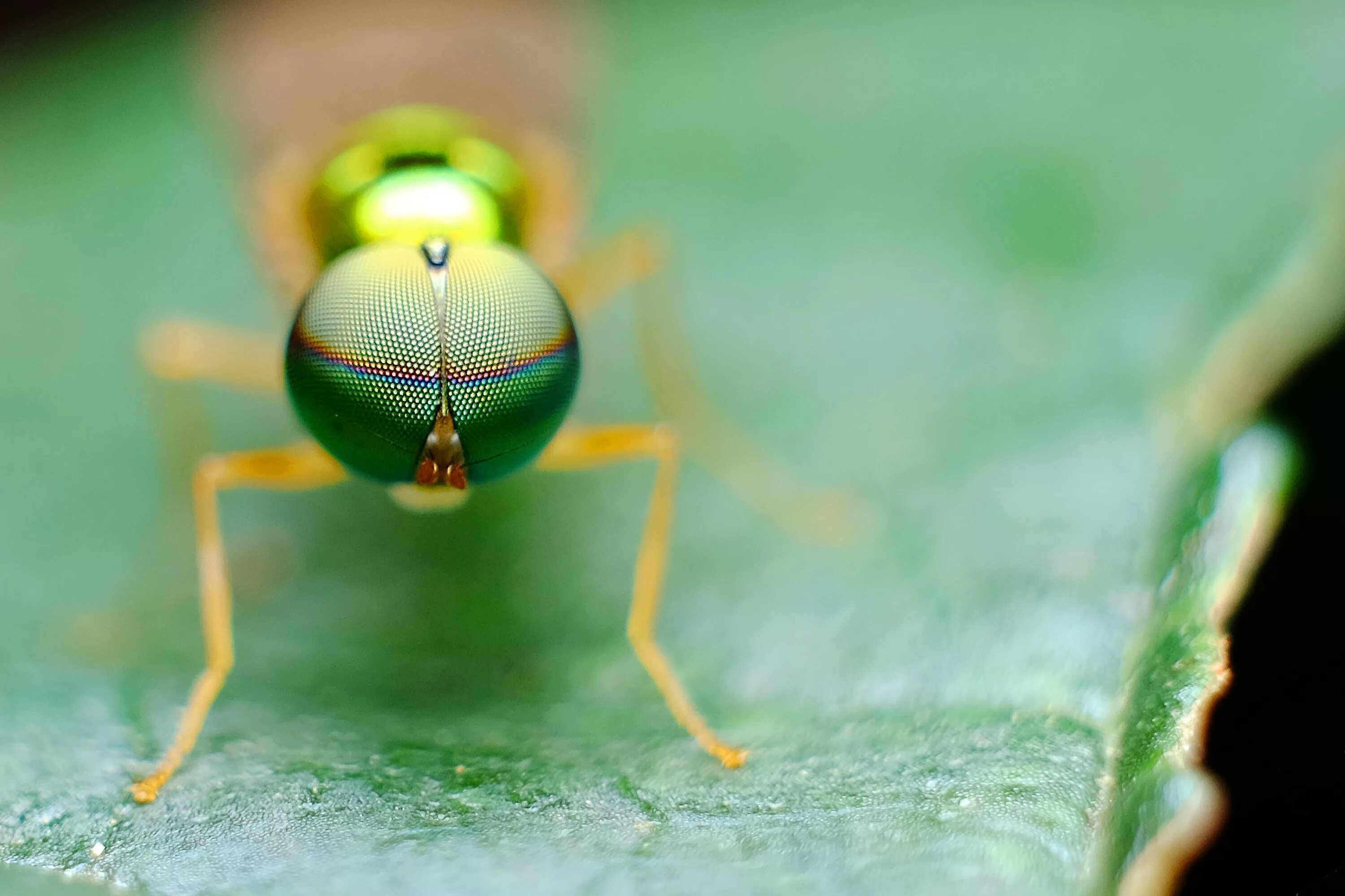 Fly green. Макросъемка насекомых. Глаза насекомых. Фасеточные глаза. Насекомое с зелеными глазами.