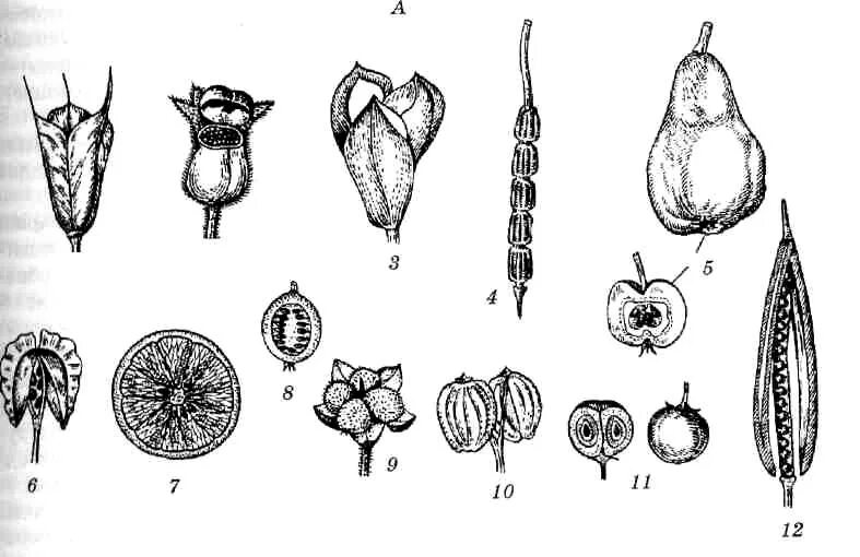 Многолистовка строение. Монокарпный гинецей. Многоорешек и многолистовка. Померанец строение плода. Какие типы плодов изображены на рисунке