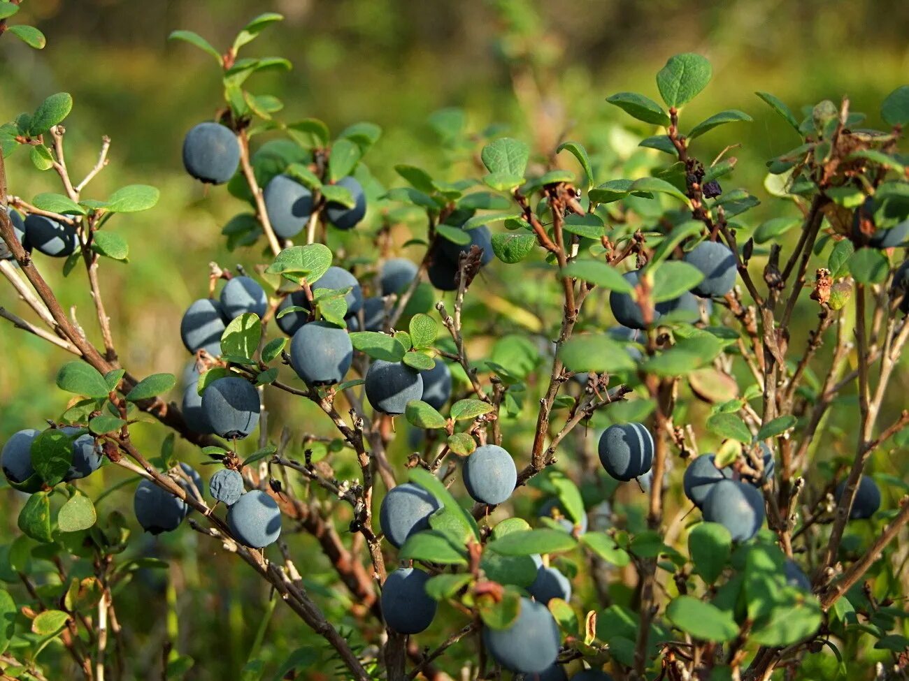 Vaccinium uliginosum голубика. Голубика обыкновенная гонобобель. Vaccinium uliginosum - голубика обыкновенная. Голубика (Vaccinium cor. Bluecrop). Дика черника