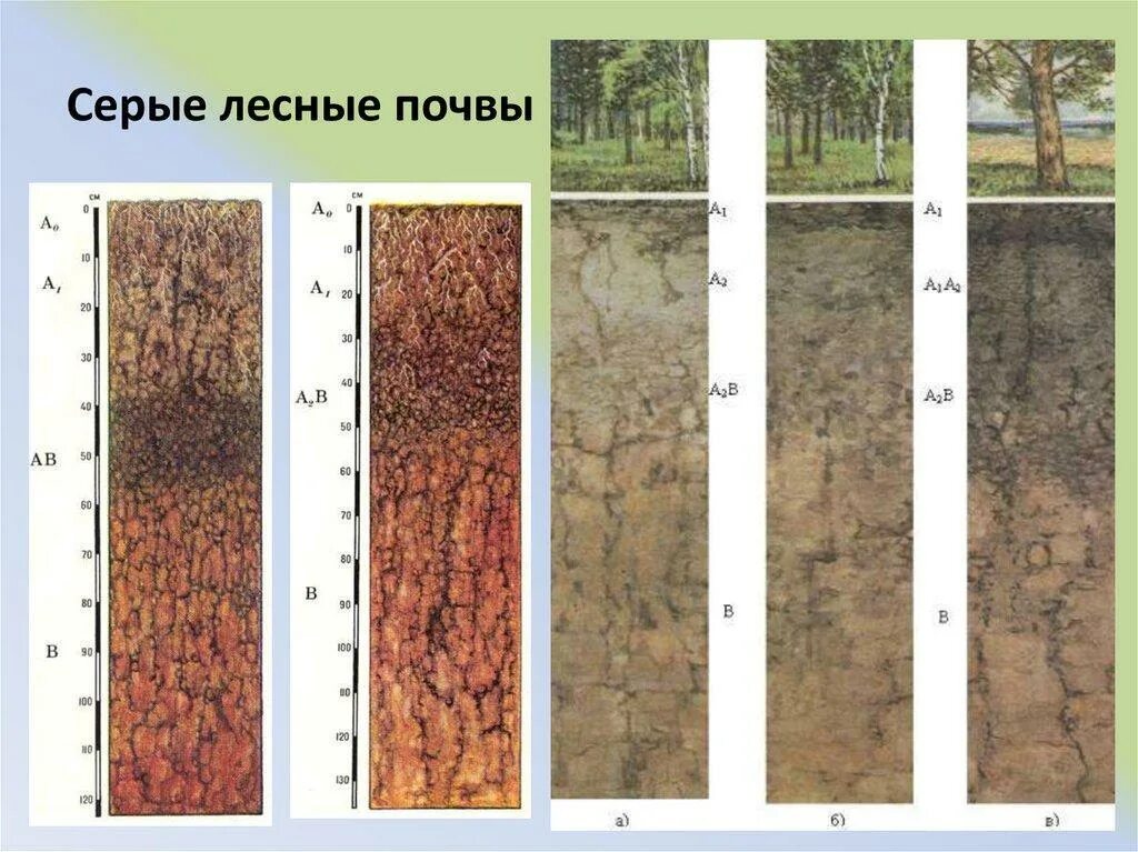 Дерново подзолистые почвы и серые Лесные почвы. Бурые Лесные и дерново-подзолистые почвы. Подзолисто бурые Лесные почвы профиль. Гумусовый Горизонт серой Лесной почвы. Состав серых лесных почв