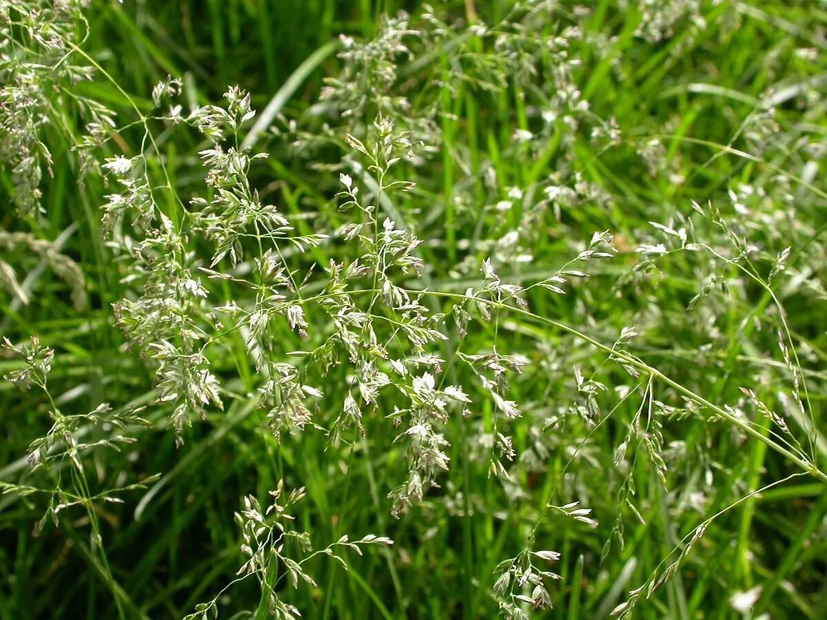 Трава мятлик луговой. Мятлик Луговой (POA pratensis). Мятлик Луговой (POA pratensis l.). Мятлик Луговой (POA praténsis). PÓA praténsis - мятлик Луговой.