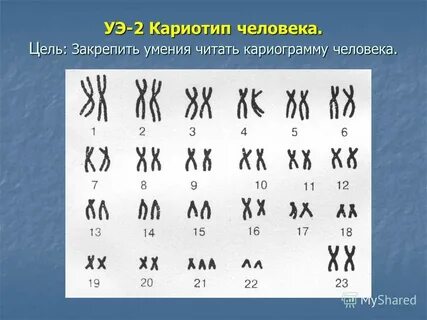 Кариотип рисунок