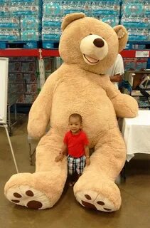 Sam is a teddy bear