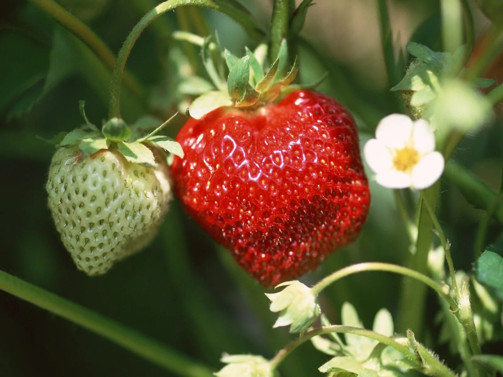 Strawberry flowers
