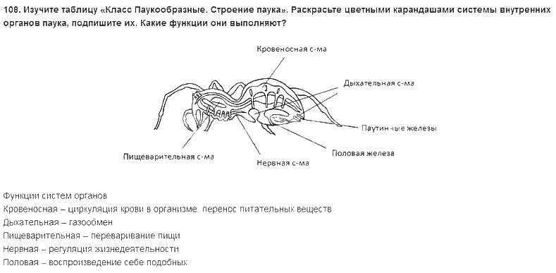 Тест паукообразные 7 класс. Внутреннее строение паукообразных таблица. Внутреннее строение паука 7 класс таблица. Внутреннее строение паукообразных 7 класс. Половая система паукообразных 7 класс.