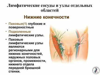 Лимфоузлы справа в паху