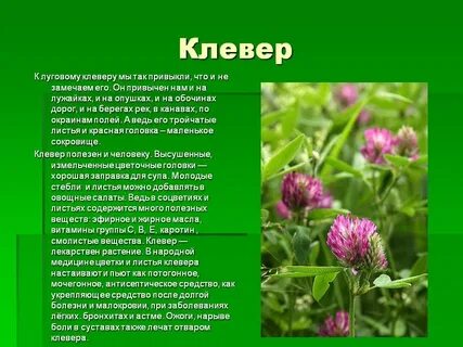 Клевер луговой характеристика